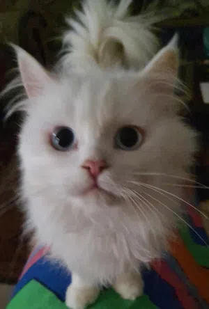 2 قطط شيرازى بيور للبيع ولد و بنت