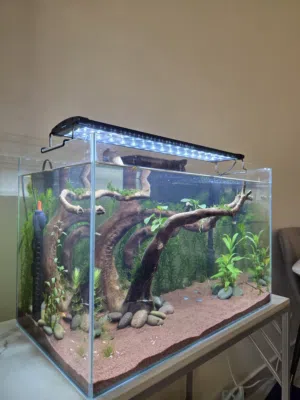 حوض سمك جاهز 60 سم مزروع مع المعدات  Planted fish tank 60 cm with equipments