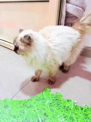 Brownish Himalayan Male Cat is Available