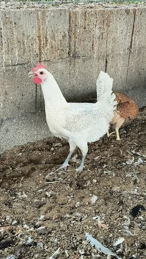 ‏دجاج‏1