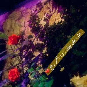 علاء القضاه