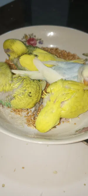 طيور حب فراخ ابوهن نكليزي امهن عاديه