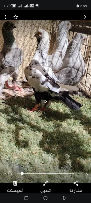 ثلاث اناثي.وفحل قرقاطي موجودات في الرصيفه الجبل الشمالي