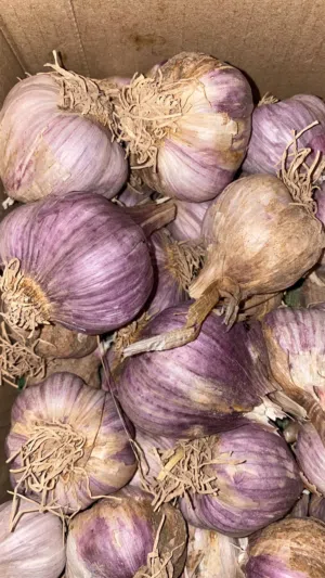 ثوم عماني لحمر وشب بدون كيماوي لي يبي شي زين