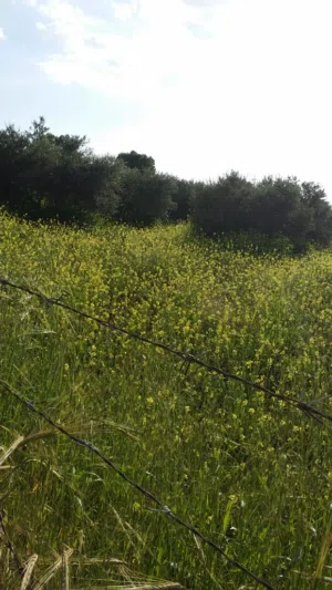 Residential Land for Sale in Irbid Sahm