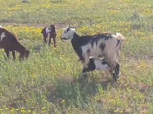 معيز للبيع امولد وعشار ومعيز حليب كلة اقرا الوصف