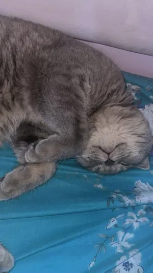 للتبني ذكر