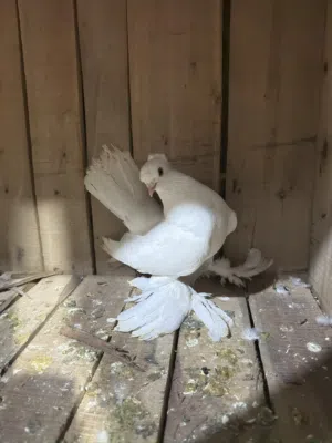 كوبية لاسكا