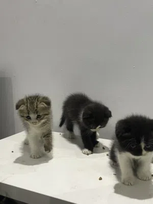 1 tuxedo with 3 kids