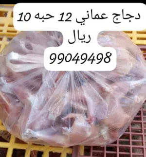 دجاج عماني للبيع
