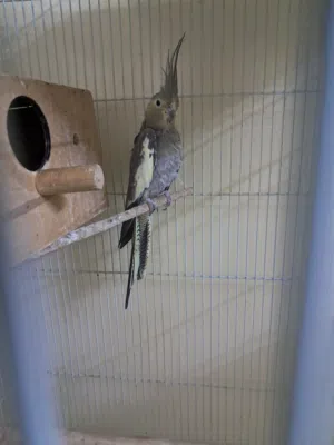 cockaitiel pair