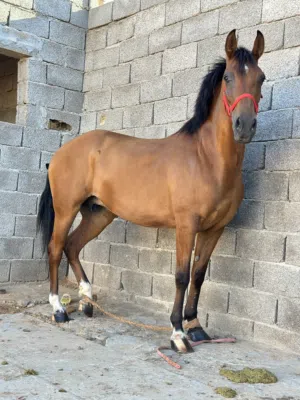 فرس حارز 5شهور من وجيه احصان العبرود عفط الجنس بنت جميل الزاويه 75%