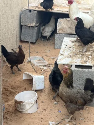 دجاج عربي كله يدحي