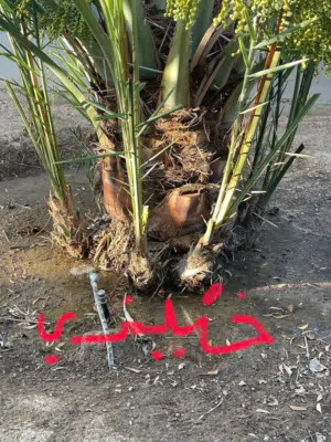 للبيع فسيلة نخلة خنيزي  Khenezi Palm Offshoot for Sale