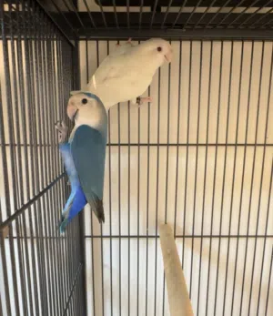 للبيع زوج لافبيرد ( شغل تطوير )