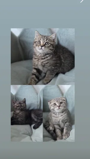 بريتش شورت هير British shorthair و سكوتش فولد