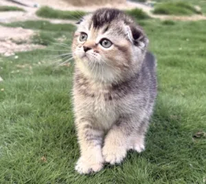 قط ذكر سكوتش فولد NY12 مواليد 20/2 متعلم على اللتر بوكس بصحه ممتازه