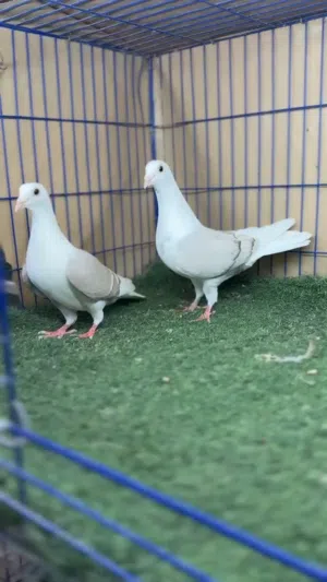 حمام كش وأزواج  زاجل وسوري ومحكر 4خانات