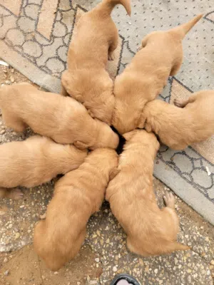 جراء جولدن ريتريفر