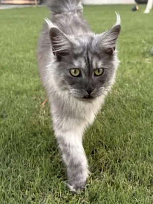 Maine Coon