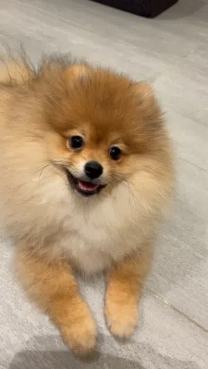 كلب بومرينيان انثى للبيع انتاج محلي