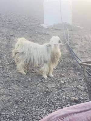 تيس من هوش الرحوب