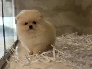 Teacup sized Pomeranian