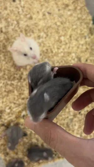 ثلاثه هامستر للبيع