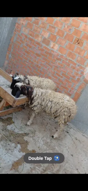 خروفين برقي