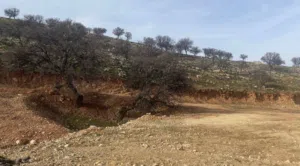 Farm Land for Sale in Zarqa Sarout