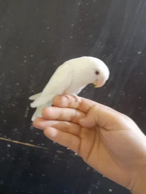 للبيع طير حب البينو