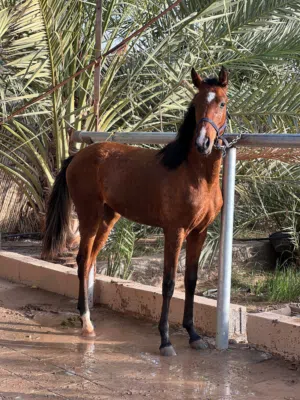 مهره مهجنه شوف الوصف