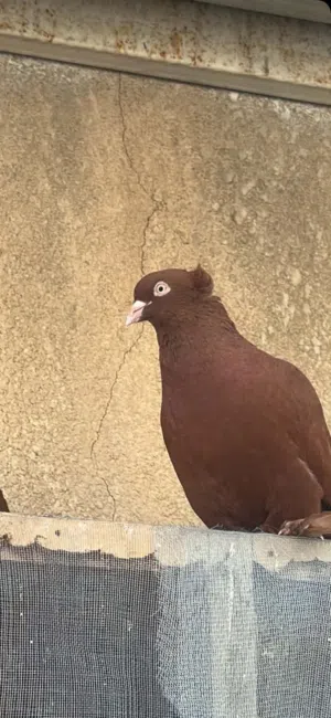 طيور رواعب زوج مع ابنهن