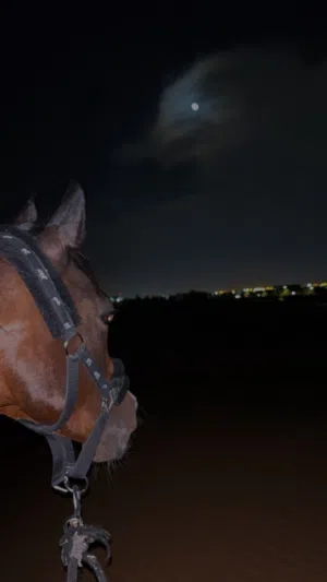 خيل للبيع الجادين فقط!!