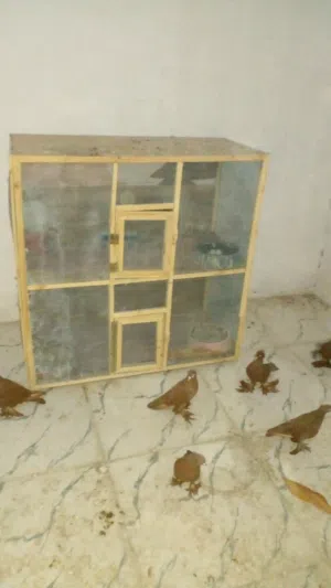 حمام رواعب