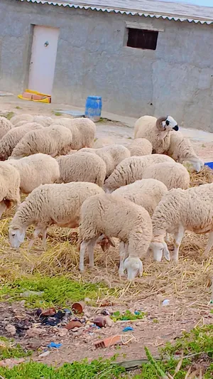 ‏غنم‏3