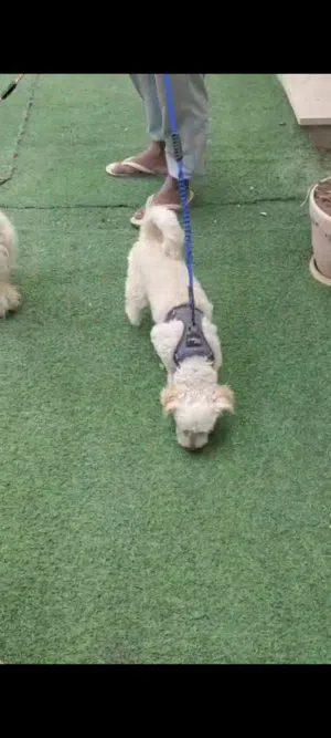 dog male poodle