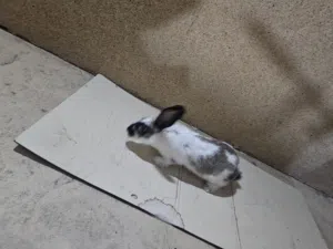 Rabbit for adoption