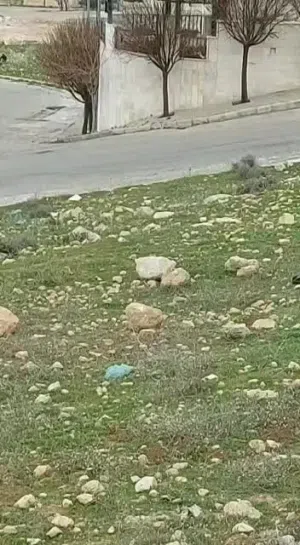 Residential Land for Sale in Amman Safut