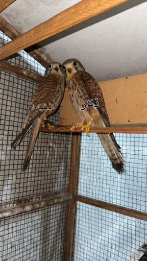 للبيع زوج ب15