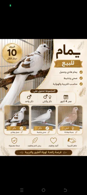يمام للبيع 3حبات بسعر حرق 10دنانير