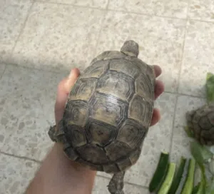سلحفاه برية