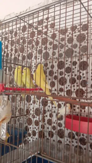 السلام عليكم ورحمه الله وبركاته 5حبات حب لل بيع 4لون اصفر و واحد لون ابيض