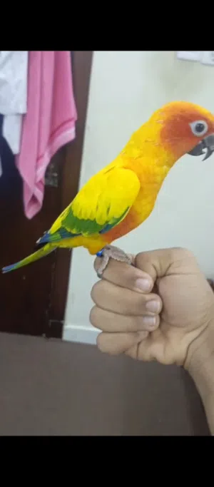 for sale sun conure
