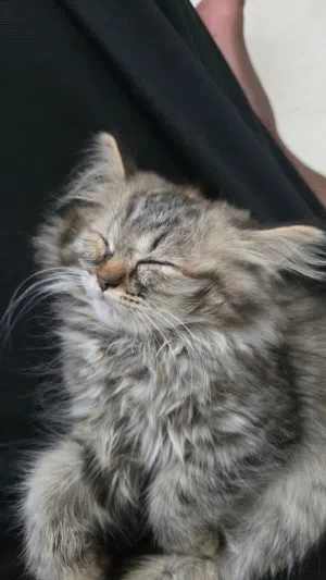 Cat 2 months old
