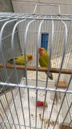 السلام عليكم بيعه سريعه