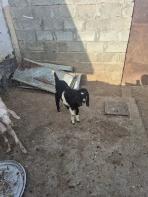 تيس اموره طيبه