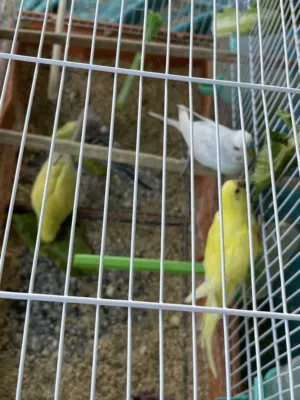 طيور بادجي مع بيضهم والقفص عدد اربع
