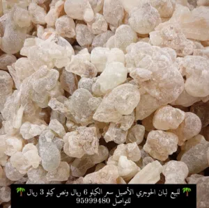 للبيع لبان الحوجري الأصيل جوده عاليه ما شاء الله
