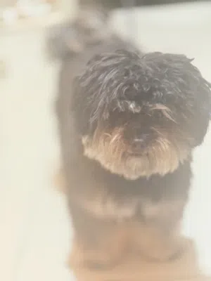 name is tobi